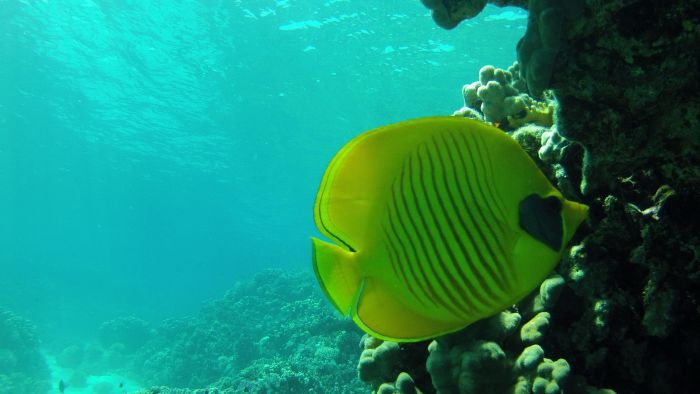 Snorkeling and Diving